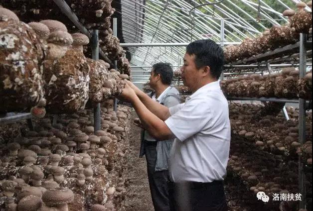 洛南县灵口镇陶村香菇喜获丰收