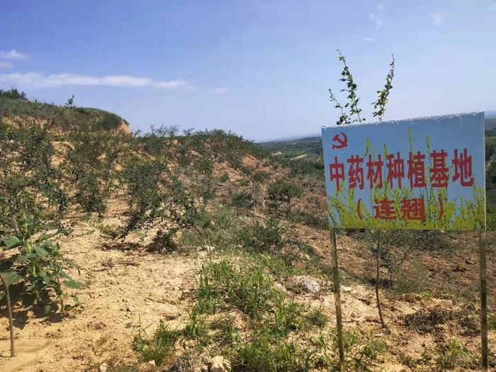 黄龙县界头庙镇：“小连翘”成就脱贫致富“大产业”?