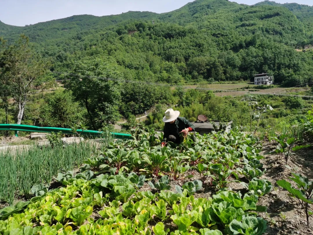 白河县仓上镇：“微菜园”，搬迁户安居乐业的“定心丸”