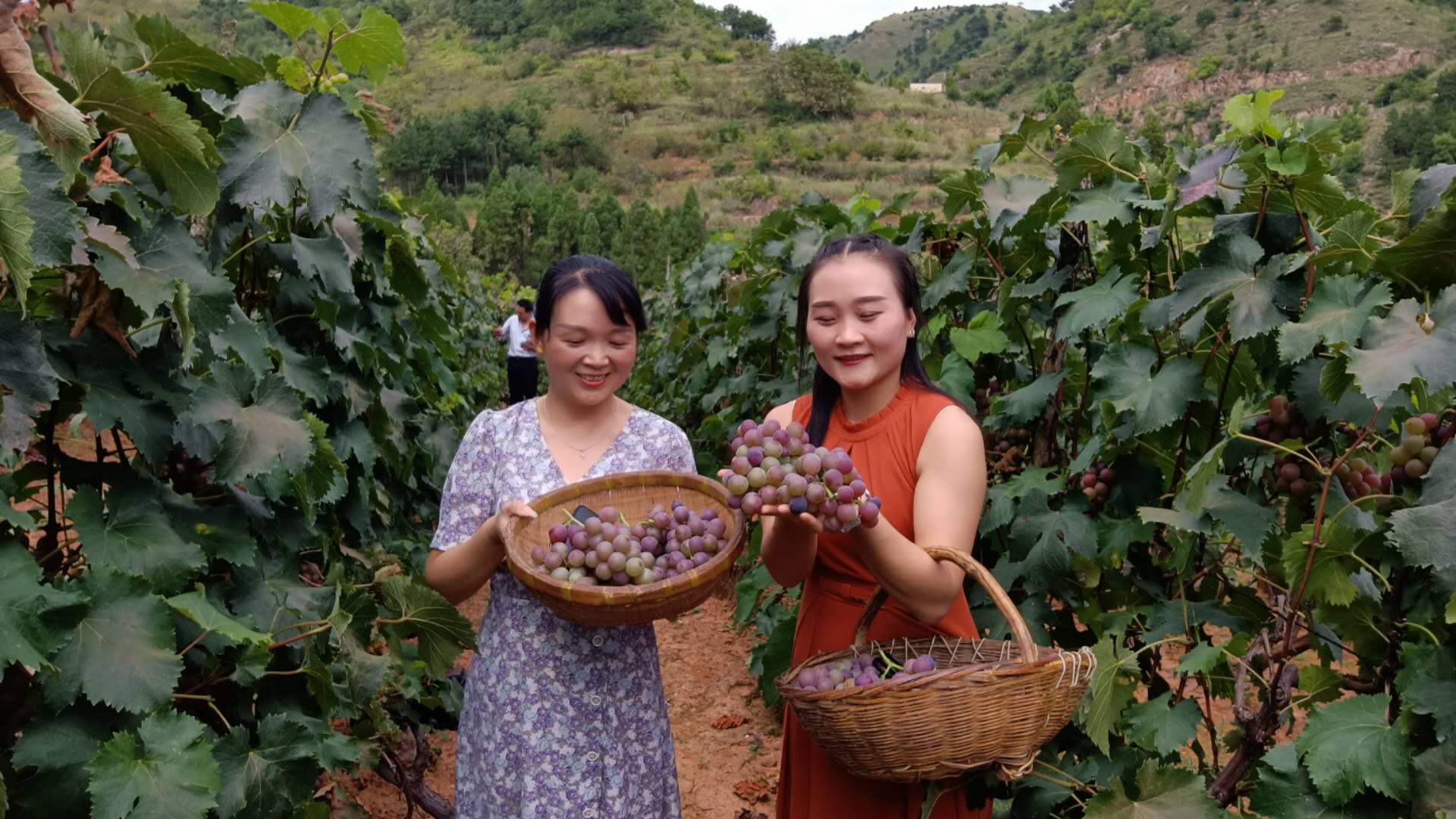 丹凤商镇：黑沟河葡萄美名扬??果农钱袋鼓起来