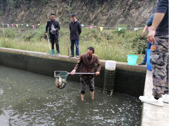 紫阳县蒿坪镇王家河村养鱼场喜迎开秤销售