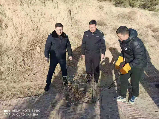 米脂公安：救助一只国家二级保护动物雕鸮