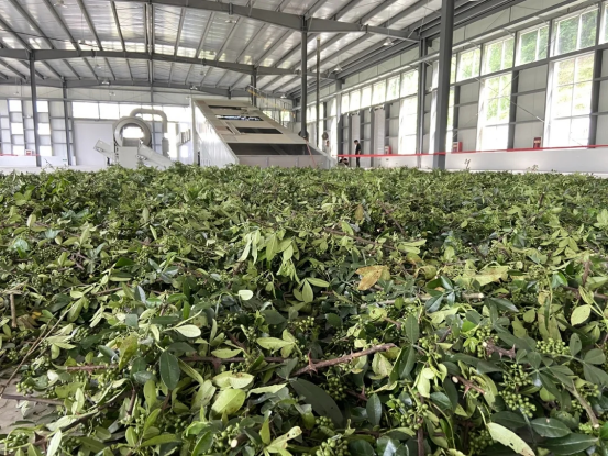 镇巴县赤南镇：栽下梧桐树   引得凤凰来