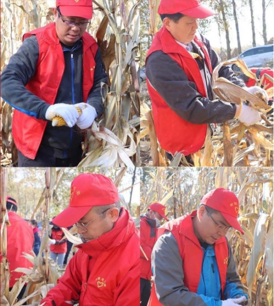 邮储银行榆林市分行：玉米地里的“小红帽”助农秋收，为群众办实事活动
