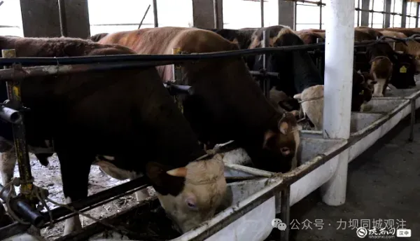 微信图片_20250702164542